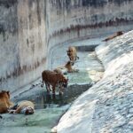 Snapshot of the group of the royal Bengal tigers in the idyllic zoos in Haryana