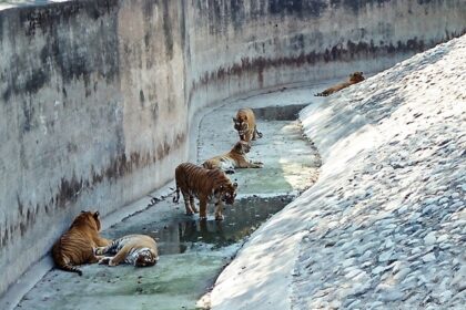 Snapshot of the group of the royal Bengal tigers in the idyllic zoos in Haryana