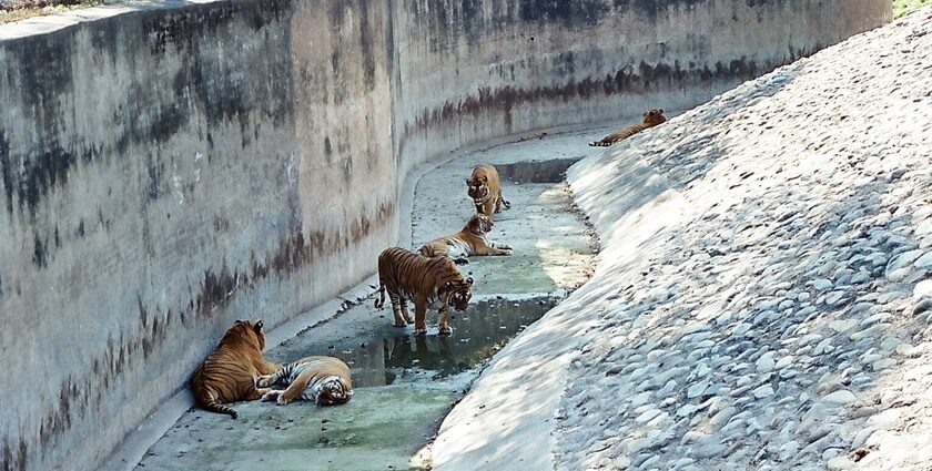 Snapshot of the group of the royal Bengal tigers in the idyllic zoos in Haryana