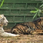 A view of two tigers sitting on a sprawling ground of their natural habitat in Rajasthan.