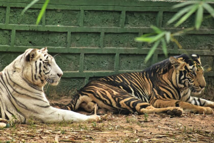 A view of two tigers sitting on a sprawling ground of their natural habitat in Rajasthan.