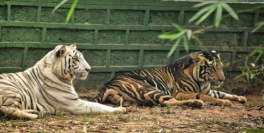 A view of two tigers sitting on a sprawling ground of their natural habitat in Rajasthan.