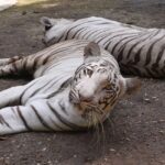 Image of two white tigers in surat zoo in their natural habitat - popular zoo in Surat