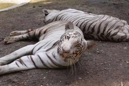 Image of two white tigers in surat zoo in their natural habitat - popular zoo in Surat