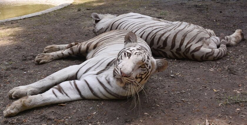 Image of two white tigers in surat zoo in their natural habitat - popular zoo in Surat