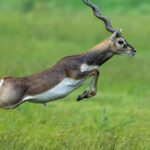 Abohar Wildlife Sanctuary is a heaven for blackbucks and an enchanting place to visit.