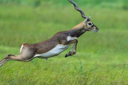 Abohar Wildlife Sanctuary is a heaven for blackbucks and an enchanting place to visit.