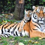 Visiting this haven for tigers amid natural beauty is a must for all nature lovers.