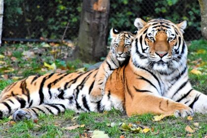 Visiting this haven for tigers amid natural beauty is a must for all nature lovers.