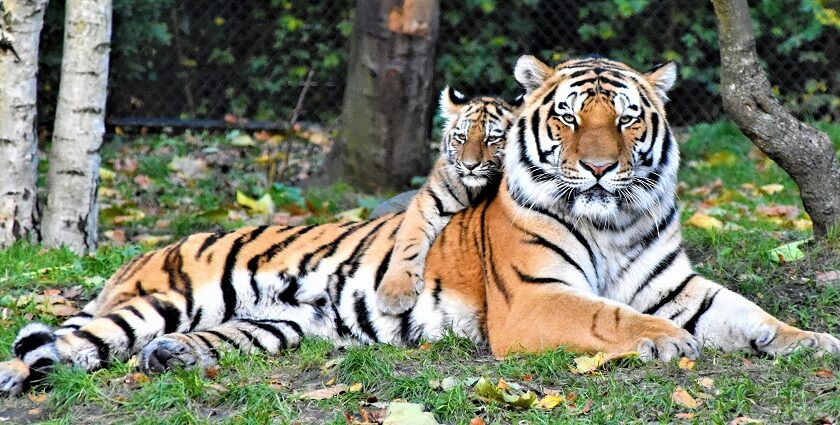 Visiting this haven for tigers amid natural beauty is a must for all nature lovers.