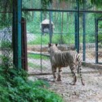 Tiger at the Bannerghatta National Park.