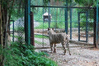 Tiger at the Bannerghatta National Park.