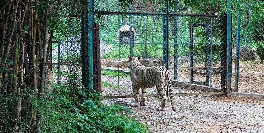 Tiger at the Bannerghatta National Park.