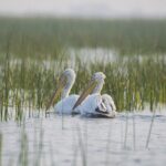 Dalmatian Pelicans at Nalsarovar National Park, gracefully gliding over the serene water.