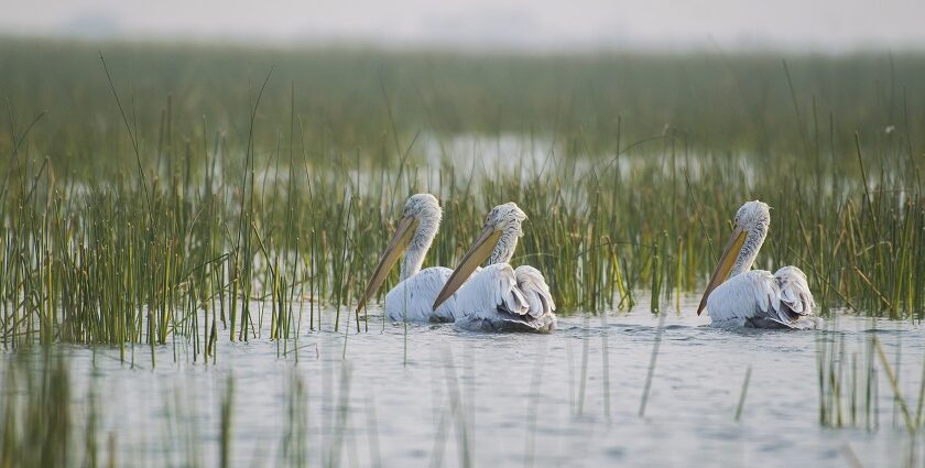 Dalmatian Pelicans at Nalsarovar National Park, gracefully gliding over the serene water.