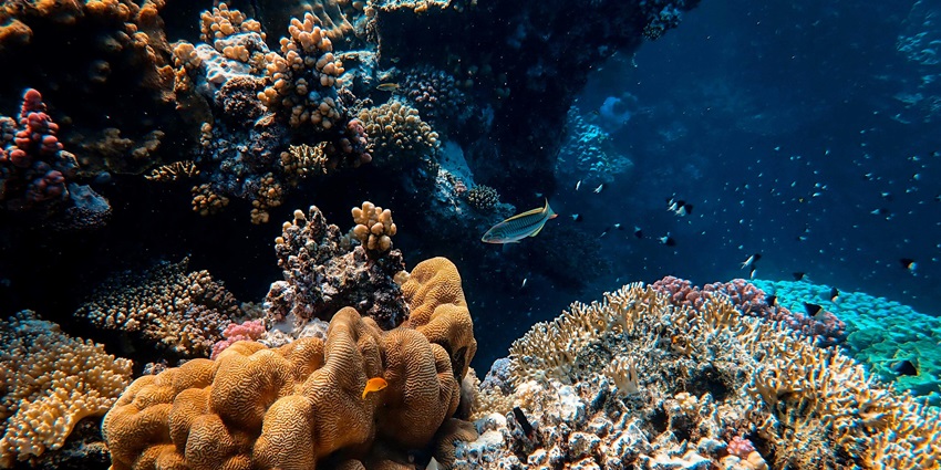 A breathtaking view of the marine life under water with colourful fish and coral reefs.