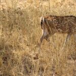 The great Indian bustard in the grasslands, representing the diverse birdlife at Karera Wildlife Sanctuary