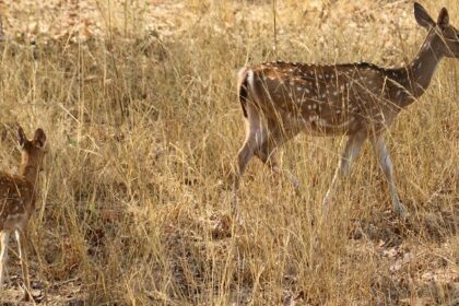 The great Indian bustard in the grasslands, representing the diverse birdlife at Karera Wildlife Sanctuary