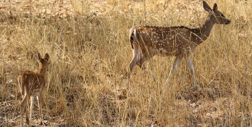 The great Indian bustard in the grasslands, representing the diverse birdlife at Karera Wildlife Sanctuary