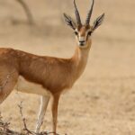 Snapshot of the Chinkara in the Kesarbagh Wildlife Sanctuary admit the dry jungle of Rajasthan