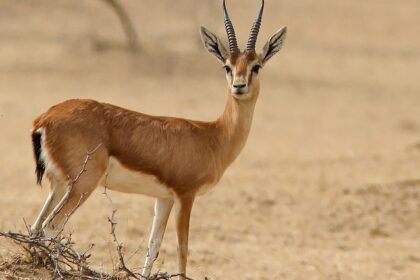 Snapshot of the Chinkara in the Kesarbagh Wildlife Sanctuary admit the dry jungle of Rajasthan