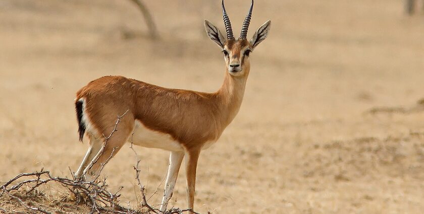 Snapshot of the Chinkara in the Kesarbagh Wildlife Sanctuary admit the dry jungle of Rajasthan