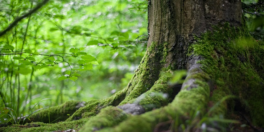 After meeting wildlife species, you can also enjoy strolling through the nature trails.