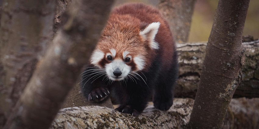 Snapshot of the red panda walking in its natural habitat amidst the foothills of Himalaya