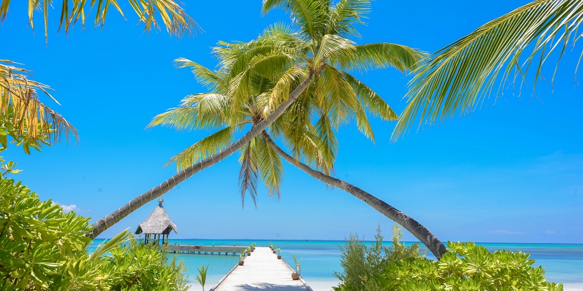 Scenic image of the beautiful drift wood and the clear sky along with the blue waters