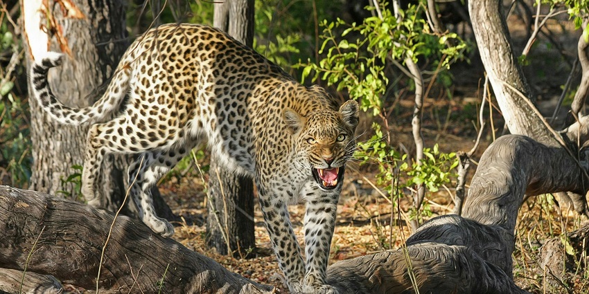 The central location of the zoo in Mangalore makes it convenient for people to access.