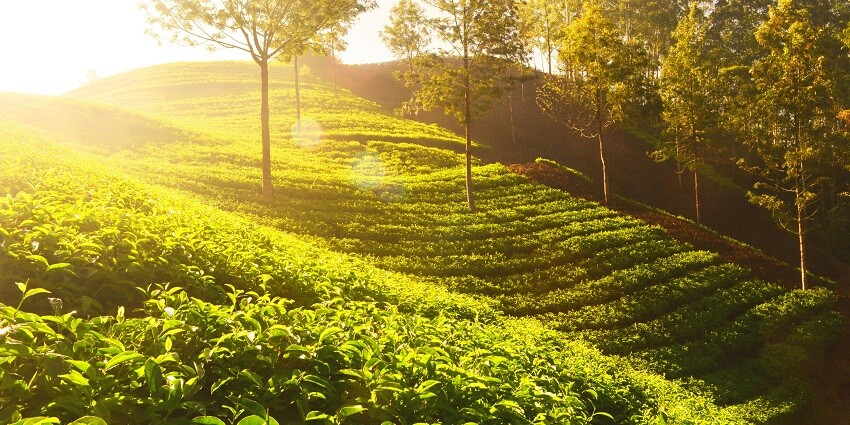 Serene tea gardens of Palampur offering a picturesque view under a clear blue sky