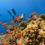 Enjoy Similan Islands skuba diving, with colourful fishes and marine life in background.