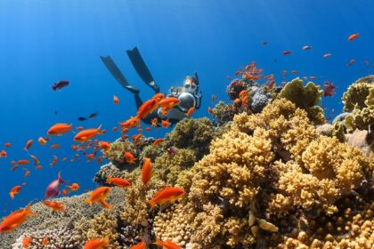 Enjoy Similan Islands skuba diving, with colourful fishes and marine life in background.