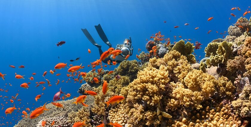 Enjoy Similan Islands skuba diving, with colourful fishes and marine life in background.