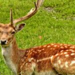 A breathtaking picture of a deer sitting on a lush green grassland during the daytime.