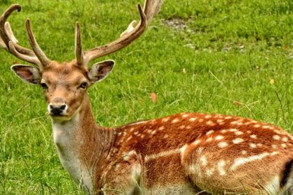 A breathtaking picture of a deer sitting on a lush green grassland during the daytime.