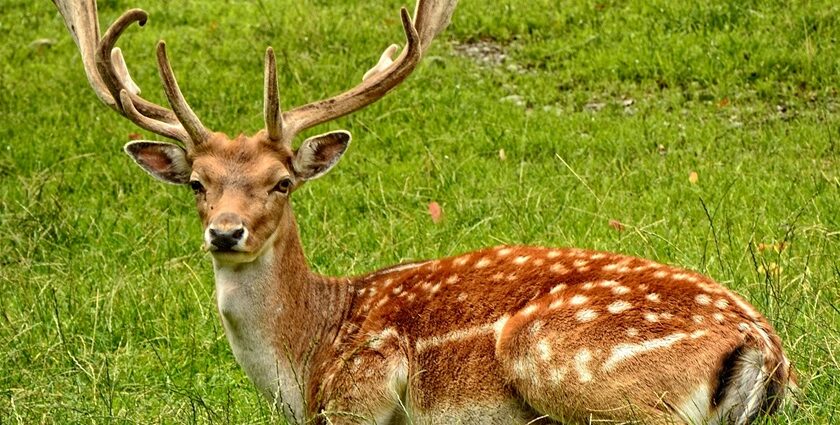 A breathtaking picture of a deer sitting on a lush green grassland during the daytime.