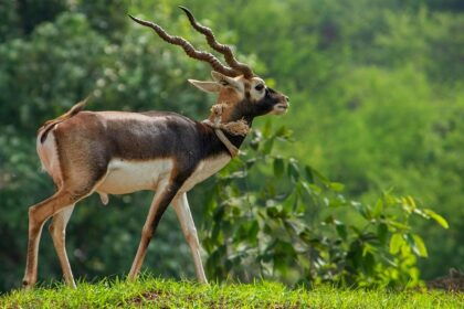 Ropar Wetland is an ecologically important wetland with a variety of avian species