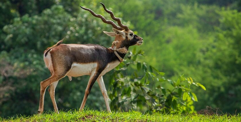 Ropar Wetland is an ecologically important wetland with a variety of avian species