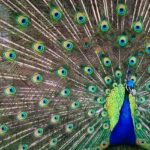 Colourful peacock in the zoo in Palampur with the Dholadhar mountain range in the background.