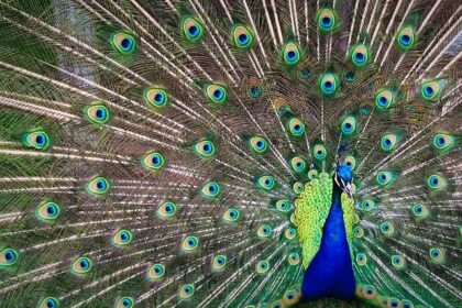 Colourful peacock in the zoo in Palampur with the Dholadhar mountain range in the background.