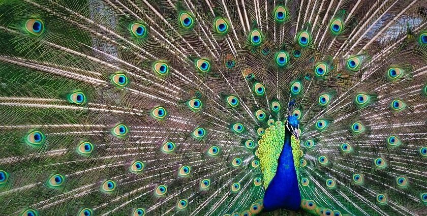 Colourful peacock in the zoo in Palampur with the Dholadhar mountain range in the background.