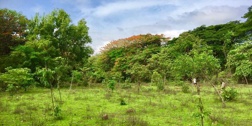 Aarey Milk Colony in Mumbai, showing lush greenery and dairy facilities