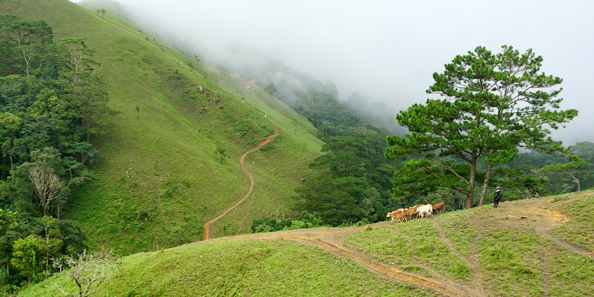Vagamon offers a hilly trek perfect to both skilled trekkers and beginners to start.