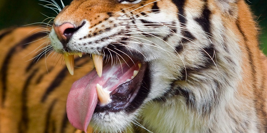 Achanakmar Wildlife Sanctuary is a haven for a wide range of flora and fauna of the region.