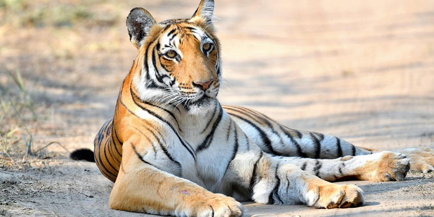 Achanakmar is one of the popular wildlife sanctuaries in Madhya Pradesh state.