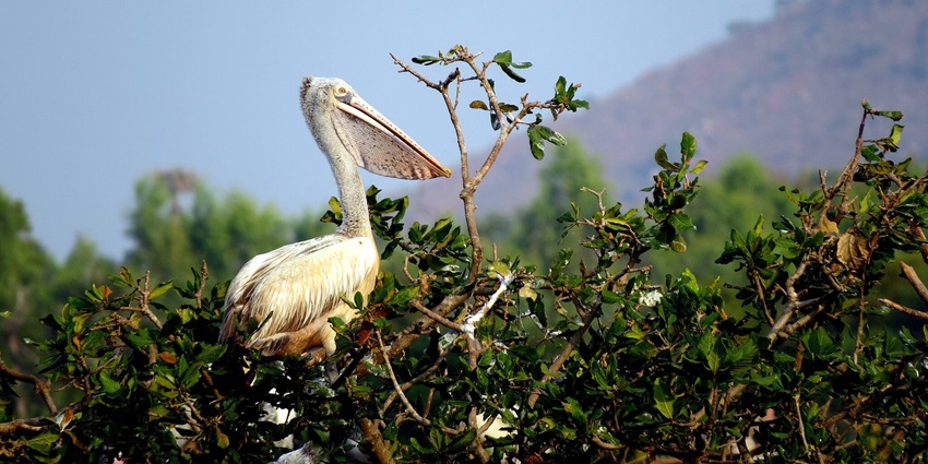 Things to do in Belagavi include visit to Bhimgad Adventure Camp with thrilling activities, and scenic landscapes.