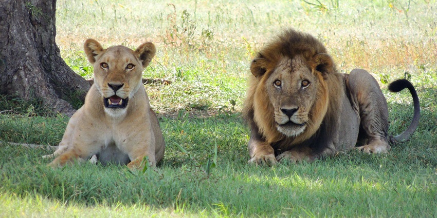 A view of two lions resting in the grass, depicting wildlife akin to national parks near Tamil Nadu.