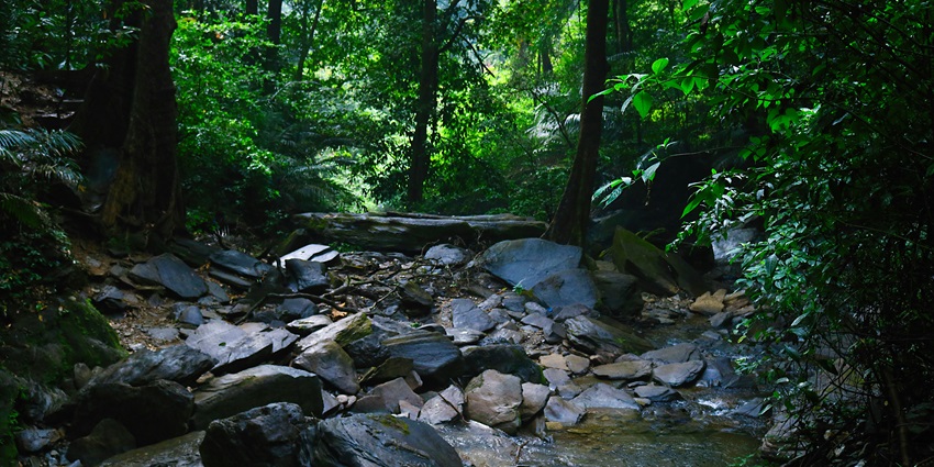 Agumbe offers lush forests, trekking trails, biodiversity, and stunning sunsets for all.
