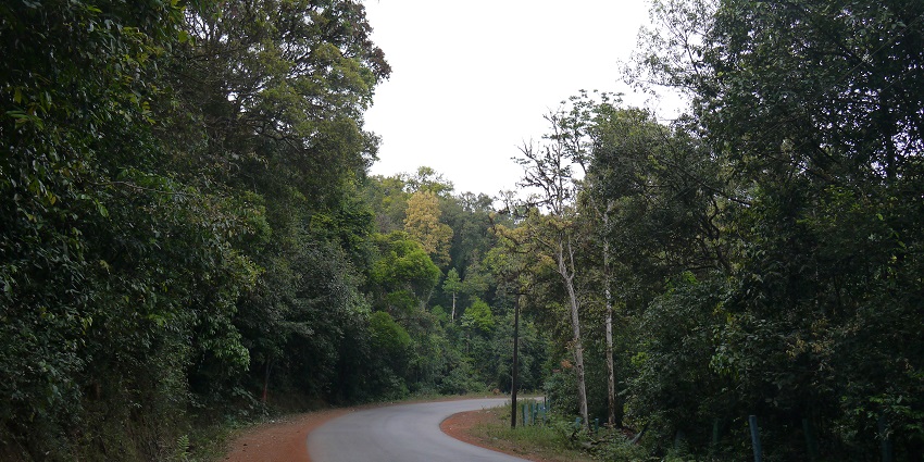 A peaceful road to Agumbe surrounded by forest